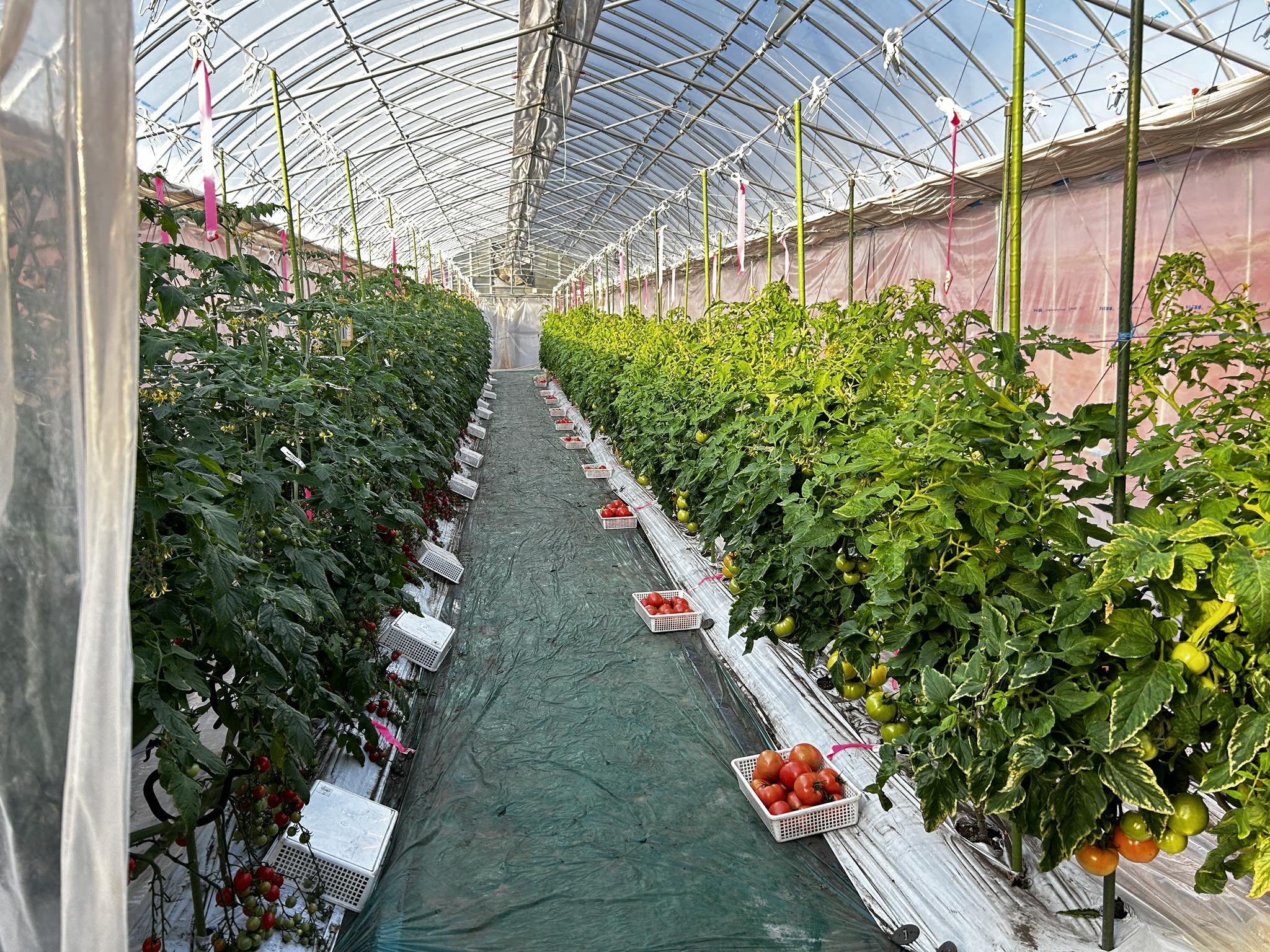 Agro Link Pvt. Ltd.